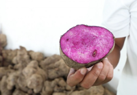 Philippines halts exports of fresh purple yam as demand rises