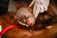 'Keeping them alive': Three more orangutans rescued after wildfires in Indonesia force them out of their habitat