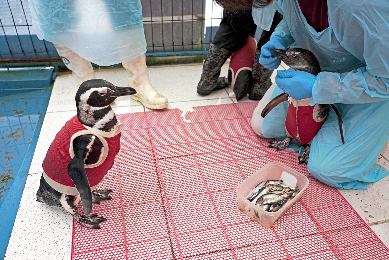 A penguin in a vest being fed at the conservation centre, while another one looks on. 