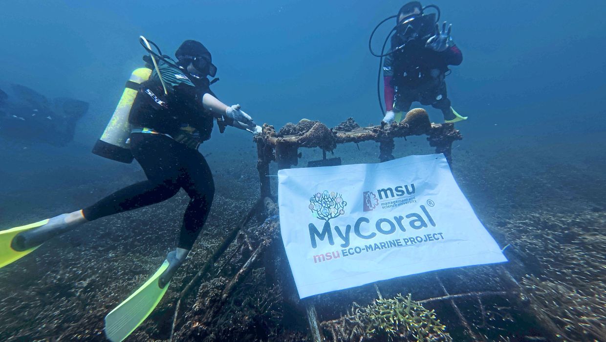 MSU marks a decade of marine conservation and community engagement through the MyCoral 10 project.