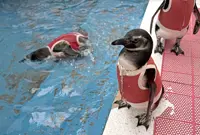 Penguins in Chile get little red vests to help them heal from injuries