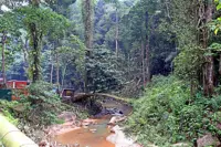 Group urges S’gor govt action on prolonged park closure