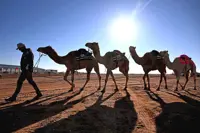 Humpbacked homies of the outback