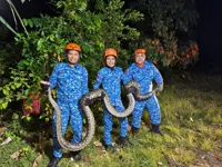 Civil Defence captures 5m python in Bayan Lepas house compound