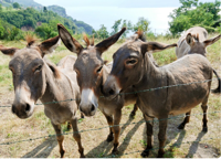 China’s taste for donkey spurs an unlikely trade with Pakistan