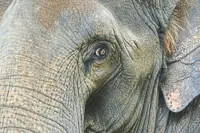 QuickCheck: Was a wild elephant hit by a car near Dungun recently?
