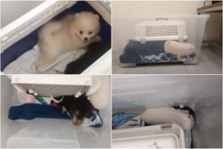 Woman is first person in Singapore given jail for keeping animals in captivity for sale