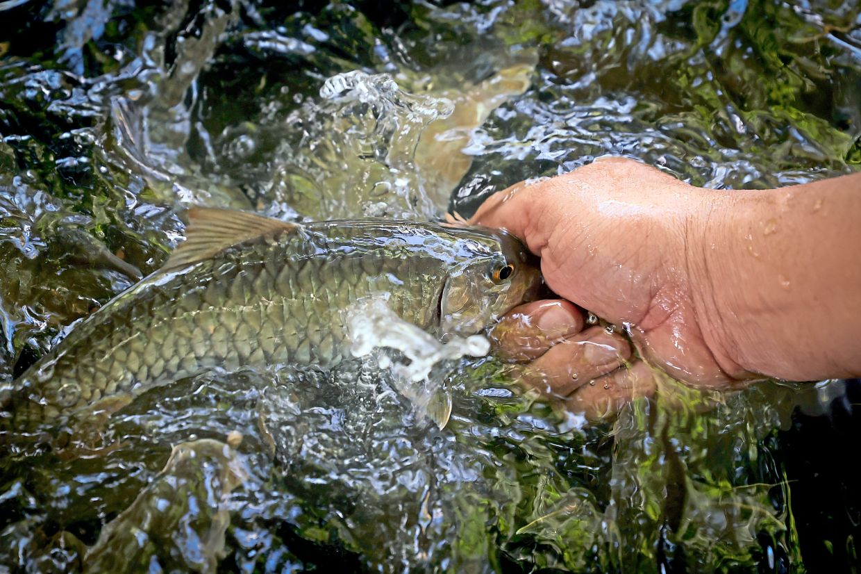 Wild mahseer needs very clean, oxygen-rich water. 