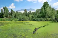In Kashmir, lake weeds mix with traditional craft