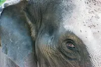Perhilitan tracking elephant involved in hit-and-run