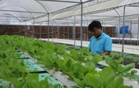 Ho Chi Minh City promotes high-tech urban agriculture and food processing
