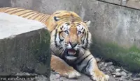 Nepal’s tiger population grows, but rescue centres struggle for space