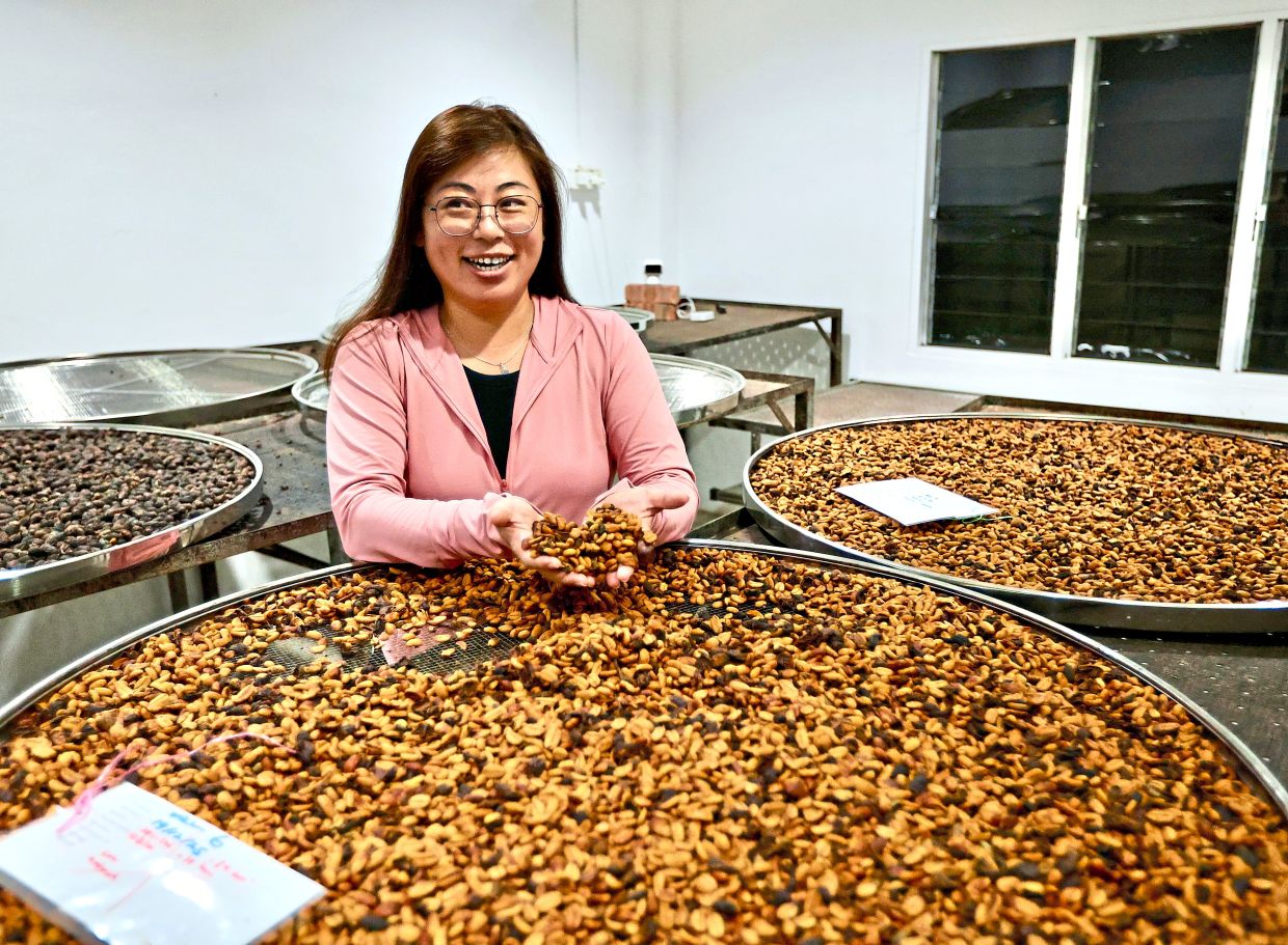 Caryn Lau Chew Yi checking dried coffee cherries after the fermentation and sun-drying process.—LOW BOON TAT / The Star