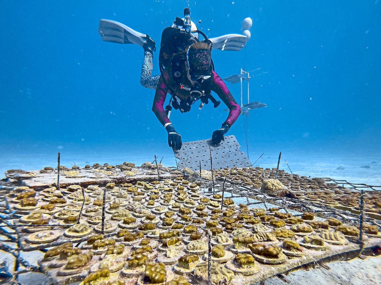 A reseacher checking a nursery table holding rows of coral colonies being raised to test their resilience to warming waters.