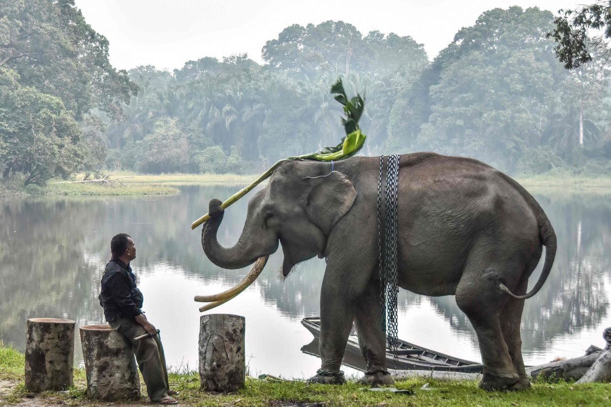 A mahout watching over a tame Sumatran elephant playing, surrounded by haze caused by forest and land fires, at the Buluh Cina Nature Tourism Park in Kampar, Riau, on Sept 17. Critically endangered Sumatran elephants are pushed further to the brink as wildfires razed hundreds of hectares of their habitat on the western Indonesian island, wildlife NGO Geopix told AFP on Sept16, 2026. - AFP