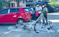 Public feeding fuels pigeon surge
