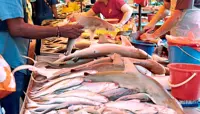 Experts call for better traceability, species identification process