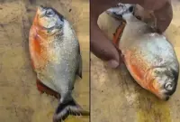 Fisheries Dept unable to confirm if piranhas breeding in Klau Dam