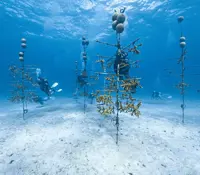 Scientists hunt for heat-resistant coral in the US