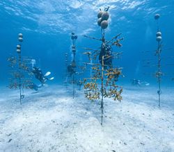 Scientists hunt for heat-resistant coral in the US