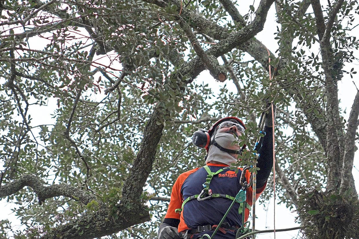 Andrew Giordano, plant and tree health care specialist, installs copper lightning rod cable in the branches of the tree.