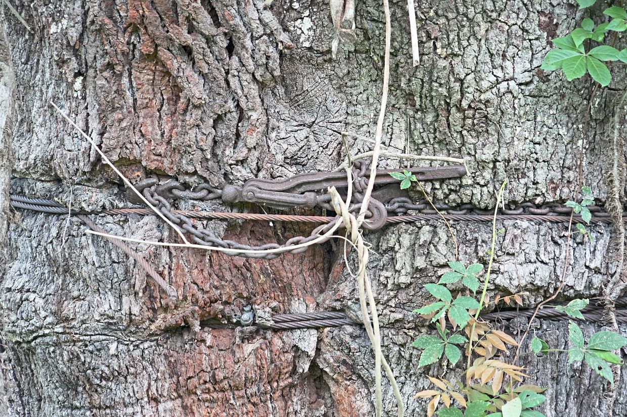 Old steel chains and cables cut into the bark of the historic tree.