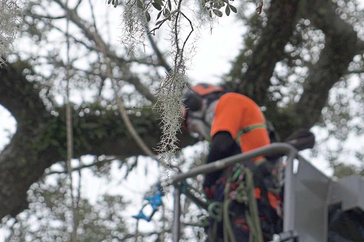 Spanish moss sways in a light breeze as an arborist from SavATree is lifted into the branches of the tree.