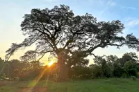Preservationists work to extend life of a rare Revolutionary War ‘witness tree’