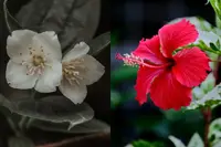 QuickCheck: Was Jasmine almost crowned as Malaysia's national flower?