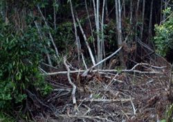 Over 7,000 hectares of Tasik Bera Permanent Forest Reserve illegally cleared for crops