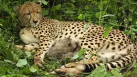 India-born cheetah gives birth to four cubs at Kuno National Park, population rises to 56