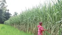 Asia sugarcane supply face El Nino and weather pressure as global festival demand looms