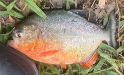 Angling group claims second red-bellied piranha found in Sg Klau