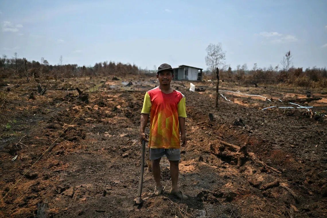 Farmer Adi Siswoyo, 43, surveys the charred remains of his plantation after a wildfire. - ST/ANN