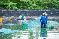 Johor targets 40,000-tonne white shrimp output next year