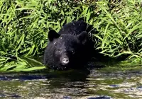 Bear gets on fishing boat, dozes off before falling into sea in Japan's Miyagi