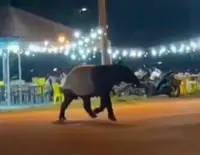 QuickCheck: Was a tapir really spotted wandering along a main road in Dungun?