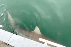 Shark sighting leads to crowds at Busan port in South Korea