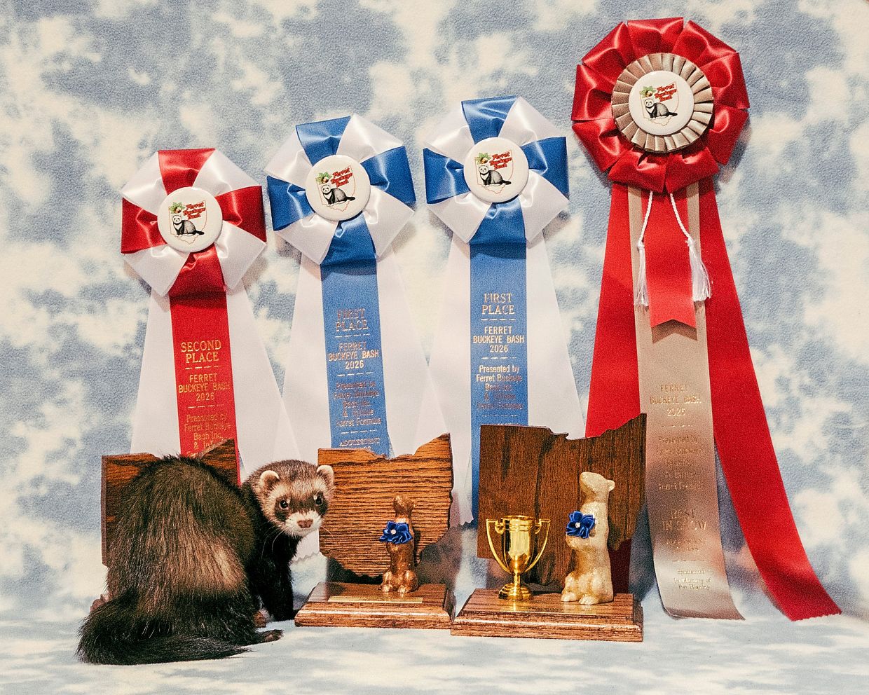 Hammie, a ferret owned by Mary Cruse, stands next to awards won at the Ferret Buckeye Bash in Columbus, Ohio, the largest annual ferret show in the US.