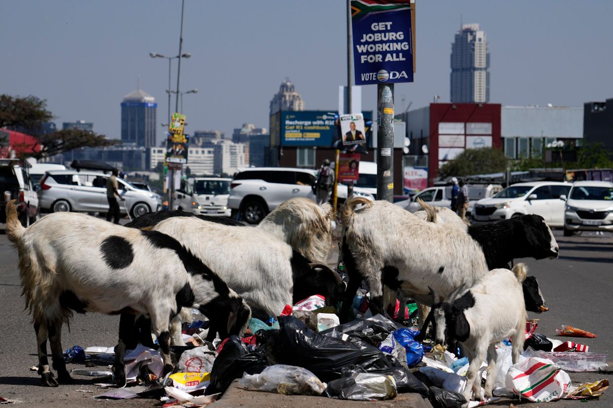 Goats forage through piles of household waste on the street in Alexandra township, Johannesburg.