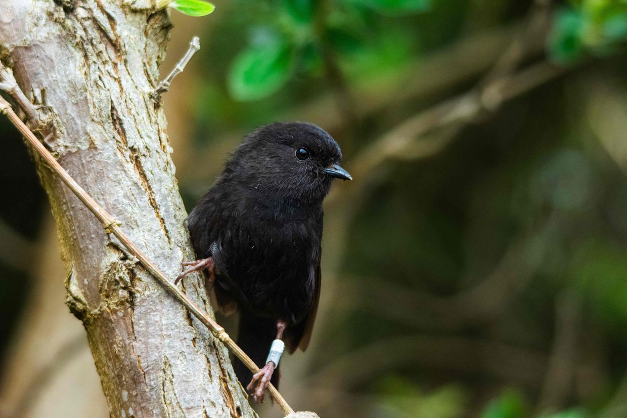 The critically endangered black robin on a branch on Chatham Island. — Photo: ENZO M. R. REYES/ROYAL FOREST & BIRD SOCIETY OF NEW ZEALAND , via AFP