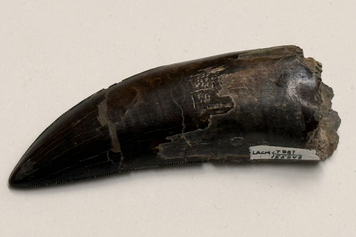This 2026 photo provided by UCLA shows a Tyrannosaurus rex tooth that was used to measure the dinosaur’s body temperature. — Photo: UCLA via AP