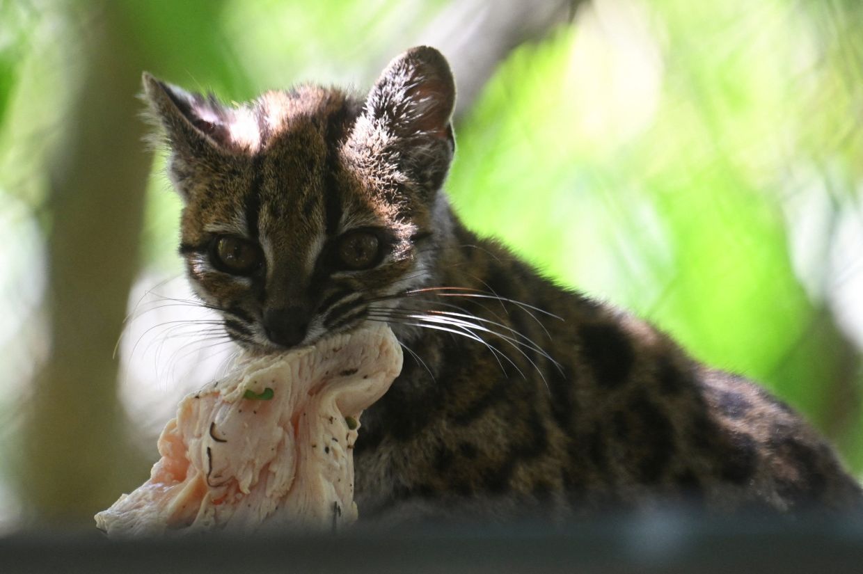 Tigrino is a wild cat of the newly identified species Leopardus tilcayo from Bolivia's Yungas region, the first new living cat species to be formally described in more than a century. — Photo: REUTERS/Claudia Morales