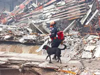 What the working dogs of 9/11 can teach us about a life well lived