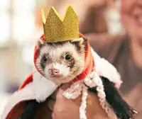 'Ferret people' in US fight to keep the obsessive but shrinking subculture alive
