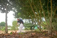 The trees are ‘giving up’: Historic English gardens 'hammered' by climate change