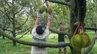 Durian offers new growth to Vietnam's coffee heartland