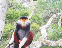 Zero-dollar tours and wildlife trade face tighter scrutiny in Laos