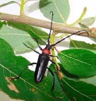 Japan to battle invasive beetles with US$43mil budget