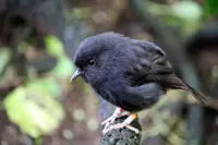 New Zealanders pick endangered black robin as Bird of the Year